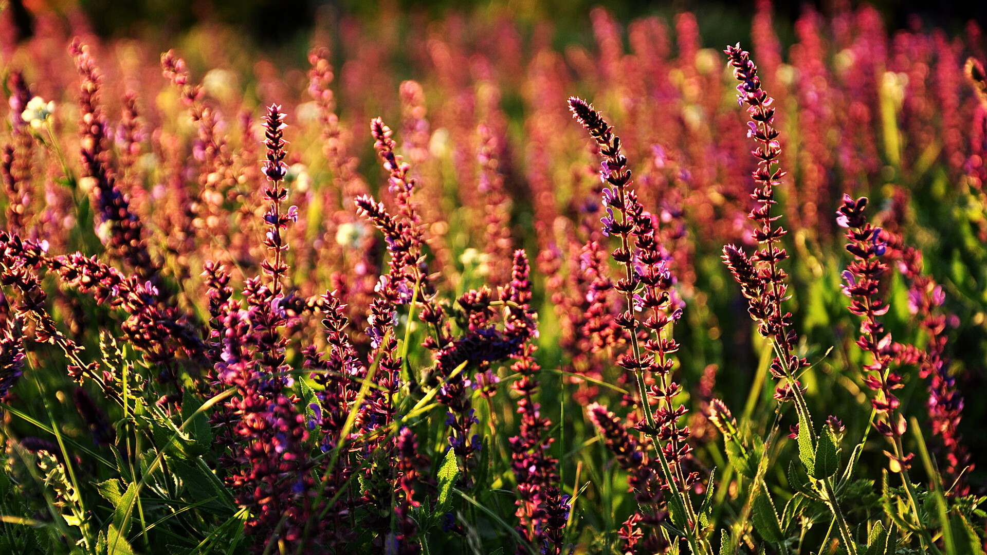 马赛铁血逆袭,萨内一剑封喉,切尔西欧冠梦碎之夜