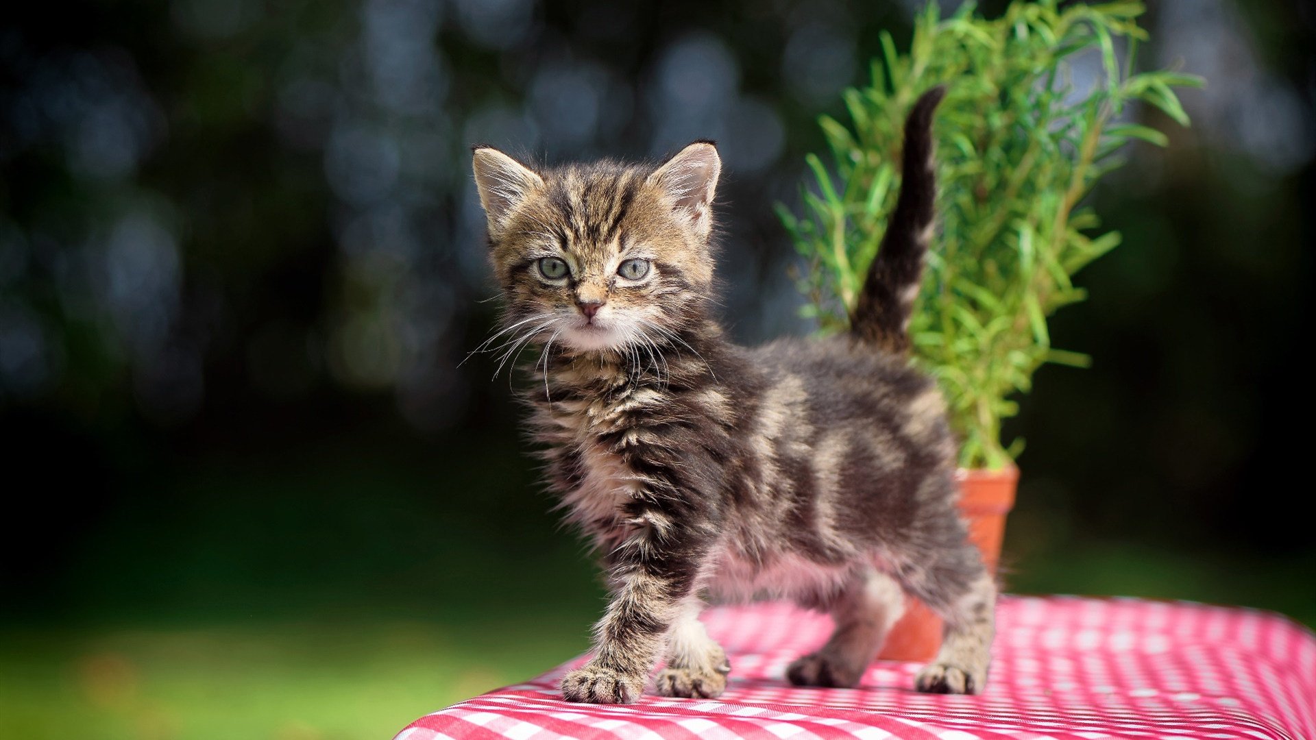 拉什福德一剑封喉,马赛爆冷美国背后的战术革命与个人英雄主义